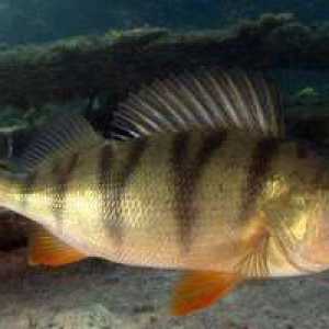 Râul perch: unde locuiește, ce hrănește, cum arată acest pește