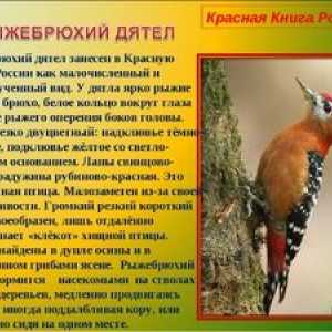 Specii și păsări rare și pe cale de dispariție incluse în cartea roșie