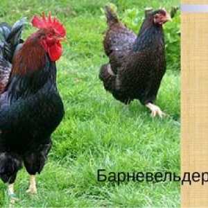 Pui de găină rare de rasă de carne de ou Barnevelder