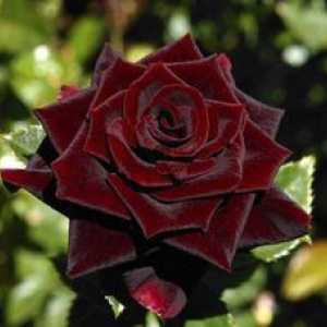 Rose hibrid negru prinț de un trandafir de ceai