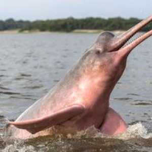 Delfin Amazon roz sau râu