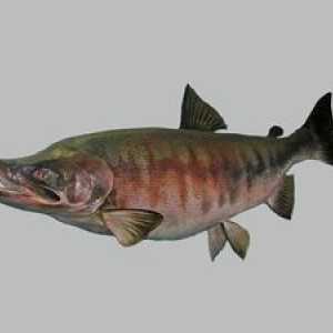 Keta pește: habitate, reproducere și proprietăți utile