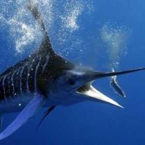 Pestele Marlin: caracteristici ale unor feluri de rețete simple de mâncare
