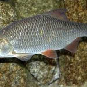 Pește crud (peled): habitate, beneficii și rău