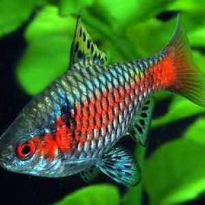 Fish barbs: specii, îngrijire, reproducere
