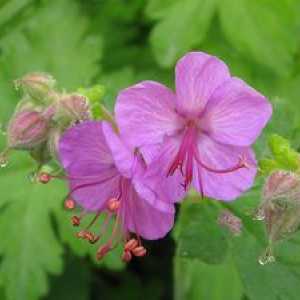 Geranium de grădină: mare-încoronat, himalayan, magnific