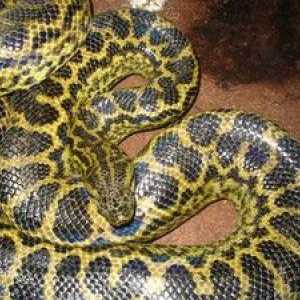 Cel mai lung șarpe din lume, șerpi mari