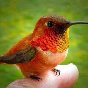 Cea mai mică pasăre din lume. Descrierea pasarilor Hummingbird