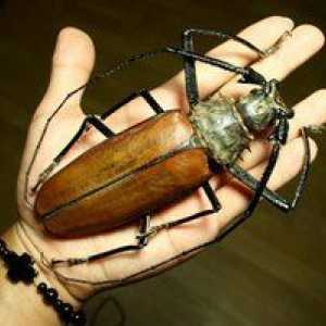 Cel mai mare gândac: tăietor de lemn-titan, fulgi de ovăz sau bigothed