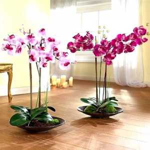 Secretele pentru îngrijirea orhideelor