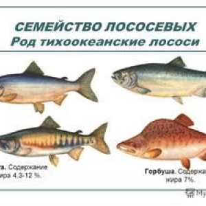 Familia Salmonidae: o listă de specii de pești