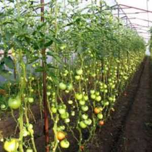 Planul de plantare a tomatelor: câte plante într-o seră 3x6 m