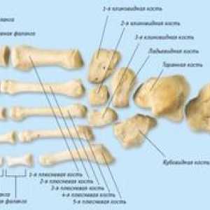 Schema de structură a oaselor piciorului unei persoane