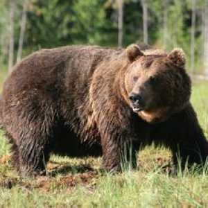 Ursul brun siberian - o descriere a unui animal puternic