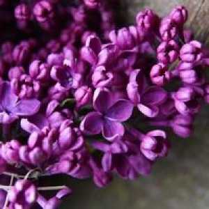 Liliac comun: descrierea plantei și a soiurilor sale