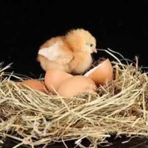 Câte zile găsește ouăle înainte de pui și cum să stea