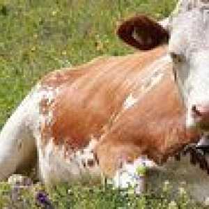 Câți ani trăiește vacă și ce afectează?