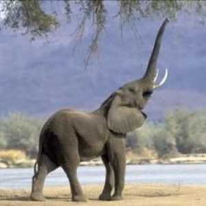 Câți ani trăiesc elefanții și ce afectează durata