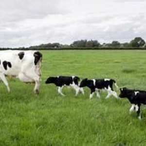 Cât de mult lapte dă o vacă pe zi?