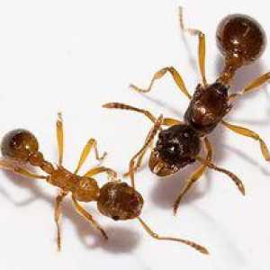 Cât de multe picioare de furnici, ce fac picioarele