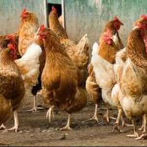 Cât de mult pe zi poate ouă de pui de găină atunci când se grăbește mai bine