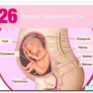 Cât costă bebelușul la 21 de săptămâni de sarcină, la 5 luni?