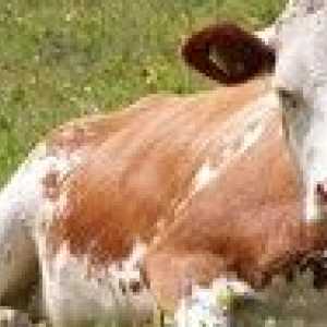 Cât durează vacă: durata vieții și ceea ce îi afectează
