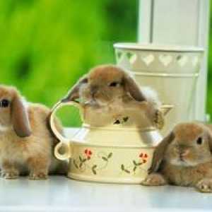 Câți iepuri decorativi trăiesc acasă?
