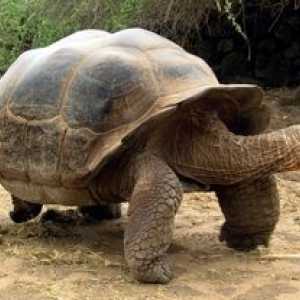 Elephant tortoise, caracteristicile sale și istoria