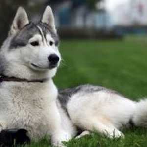 Dog Laika: caracteristicile și descrierea rasei