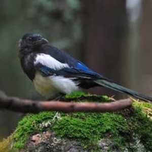 Soroca vulgaris: caracteristici ale comportamentului păsărilor