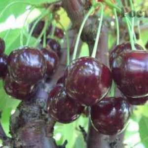 Soi Cherry Zhukovsky - descrierea culturii fructelor