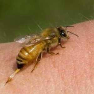Compoziția veninului de albine: beneficiile și efectele negative ale apitoxinei