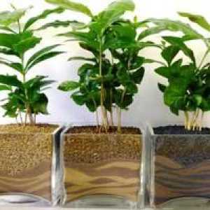 Sfaturi pentru cultivarea pomilor de cafea acasă