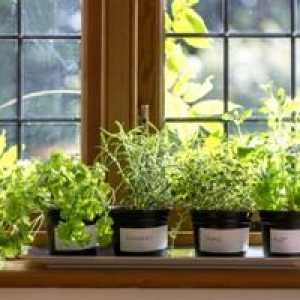 Sfaturi pentru creșterea verde acasă pe pervazul ferestrei
