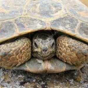 Broască țestoasă din Asia Centrală: conținut și îngrijire