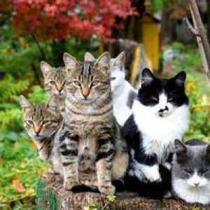 "Stop cistita" pentru instructiunile pentru pisici: tableta pentru pisici