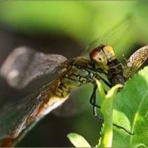 Dragonfly: o descriere a ceea ce se hrănește, unde doarme și cât de mult trăiește