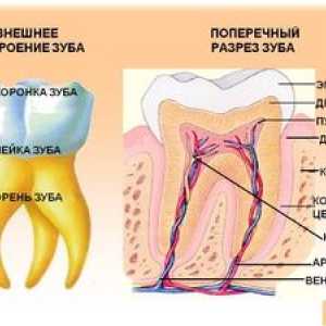 Structura dintelui uman: anatomia dinților umane