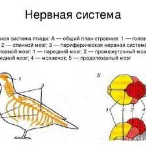 Structura sistemului nervos și excretor al păsărilor. Organe de senzație