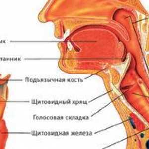 Structura nasofaringelului, orofaringelului și laringelui unei persoane cu fotografii
