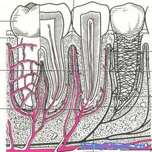 Structura parodonțiului și funcțiile sale