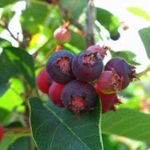 Proprietăți de berry, calități utile