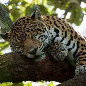 Jaguarul misterios de animale și unde locuiește