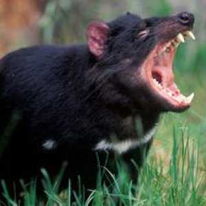 Tasmanian sau diavolul marsupial: modul de viață al unui animal