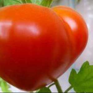 Tomato Budyonovka caracteristică și descrierea soiului. Cultivarea tomatelor