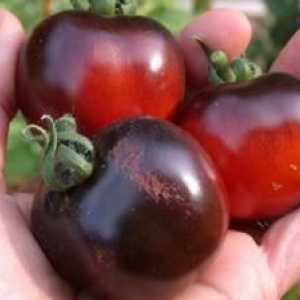 Tomat negru Moor - descrierea și caracterizarea soiului