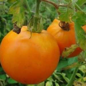 Tomat de curcan: Caracteristicile și descrierea varietății