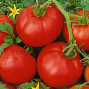 Tomato "Muscovite": caracteristici, descrierea soiului