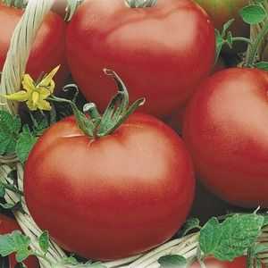 Tomato "maturarea timpurie siberiana": caracteristicile si descrierea soiului